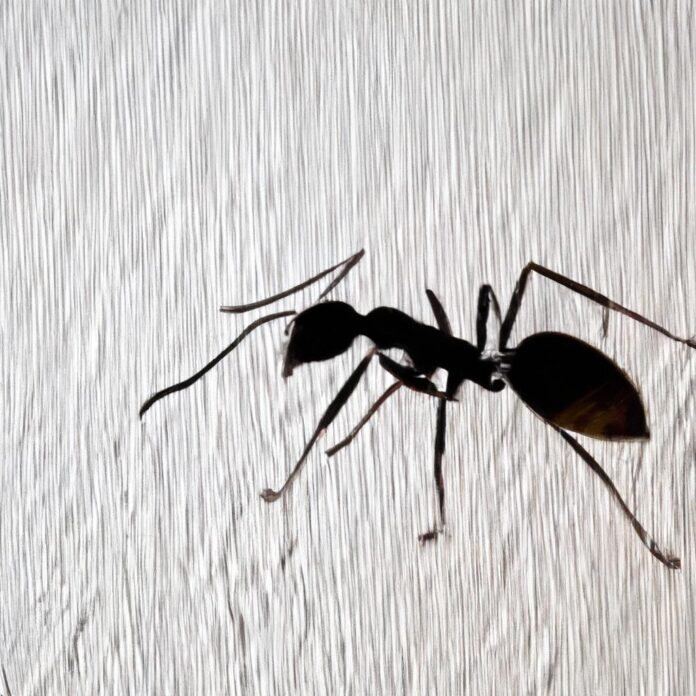 iRespuestas.com | ¿Cómo ahuyentar hormigas?