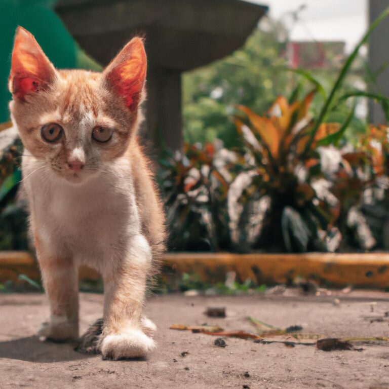 ¿Cómo el perro y el gato?