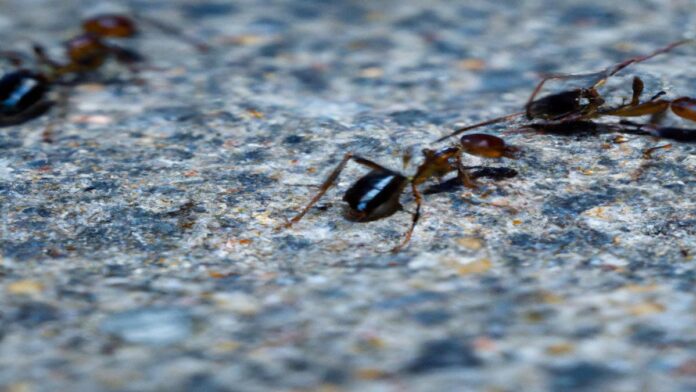 iRespuestas.com | ¿Cómo acabar con las hormigas en casa para siempre?