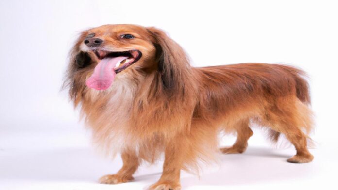 como-adiestrar-un-perro