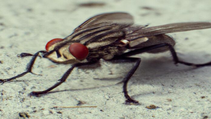 iRespuestas.com | ¿Cómo matar moscas?