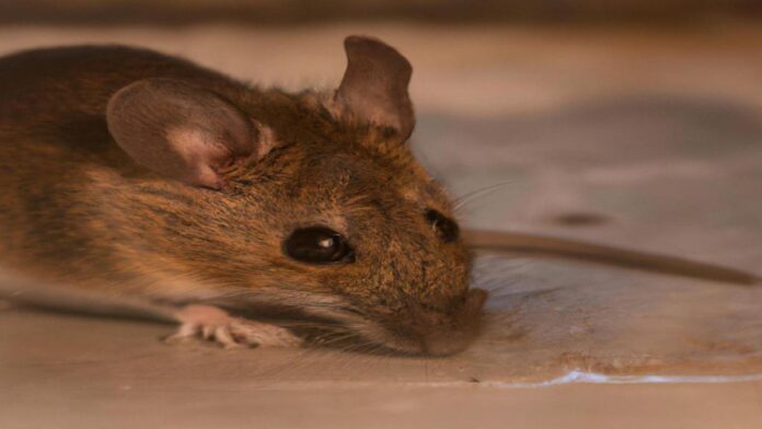 iRespuestas.com | ¿Cómo matar ratones?