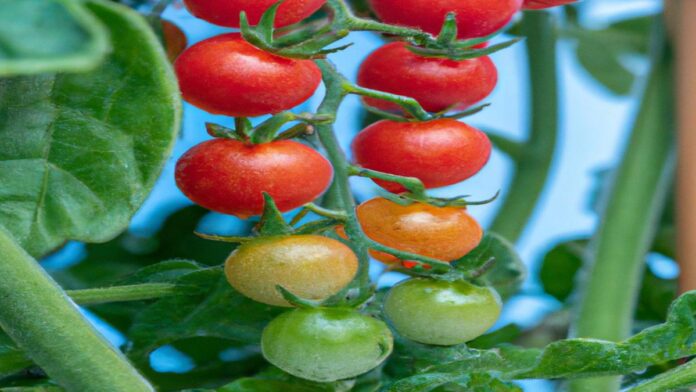 iRespuestas.com | ¿Cómo plantar tomates cherry?